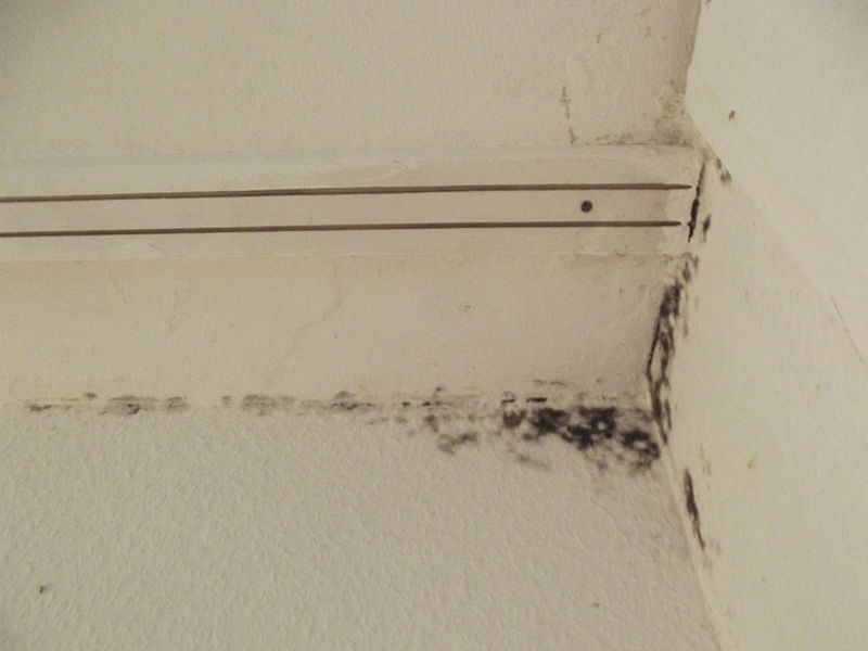 black mold damage pittsburgh